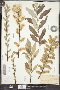 Salix conifera image