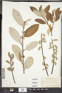 Salix conifera image