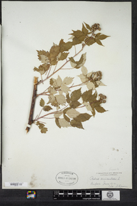 Rubus occidentalis image