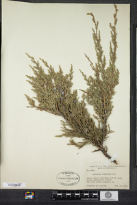 Juniperus virginiana image