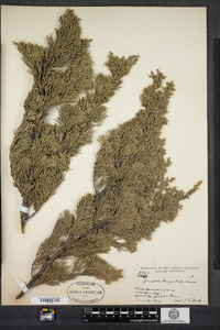 Juniperus virginiana image