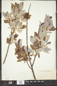 Salix discolor image