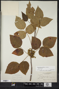 Toxicodendron radicans image