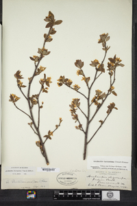 Amelanchier bartramiana image