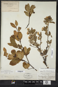 Amelanchier bartramiana image