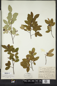 Amelanchier bartramiana image