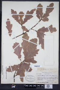 Quercus bimundorum image