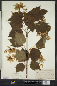 Acer spicatum image