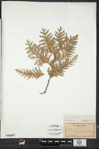 Thuja occidentalis image