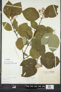 Cornus rugosa image