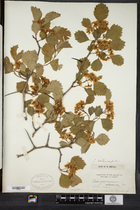 Crataegus chrysocarpa image