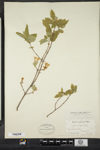 Lonicera canadensis image