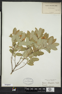 Lonicera oblongifolia image