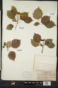 Crataegus brainerdii image