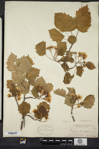 Crataegus dilatata image