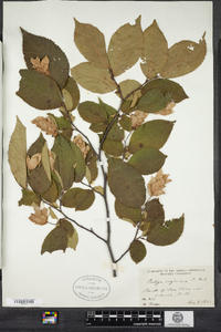 Ostrya virginiana image