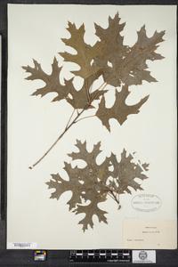 Quercus coccinea image