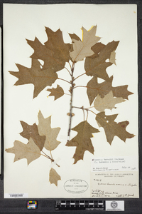 Image of Quercus fernaldii