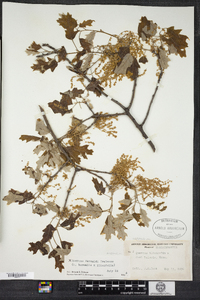 Quercus fernaldii image