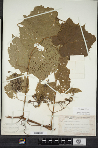 Vitis riparia image