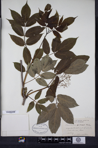 Sambucus racemosa image