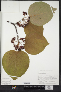 Viburnum lantanoides image