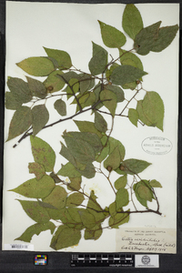 Celtis occidentalis image