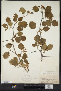 Crataegus macrosperma image