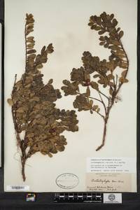 Arctostaphylos uva-ursi image