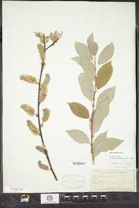 Salix bebbiana image