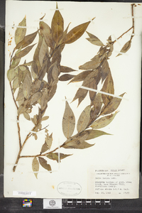 Salix lucida image