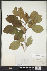 Corylus cornuta image