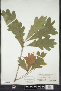 Quercus alba image