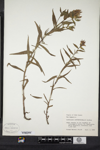 Castilleja septentrionalis image