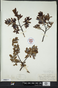 Salix planifolia image