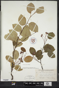 Amelanchier laevis image