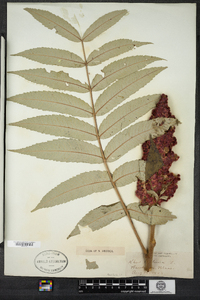 Rhus typhina image