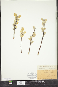 Salix discolor image