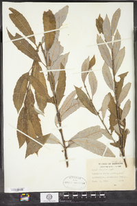 Salix discolor image