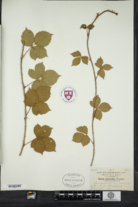 Rubus arenicola image