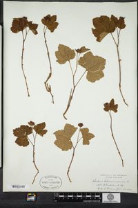 Rubus chamaemorus image