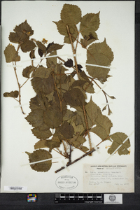 Rubus arenicola image