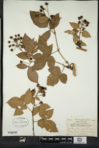 Rubus argutus image