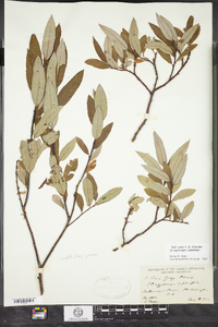 Image of Salix grayi