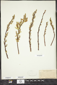 Salix eriocephala image