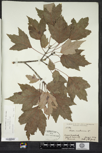 Acer rubrum image