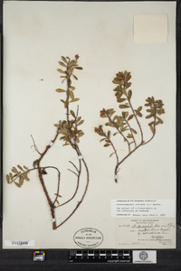 Arctostaphylos uva-ursi image