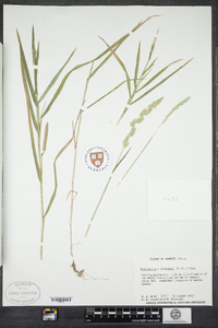 Muhlenbergia glomerata image