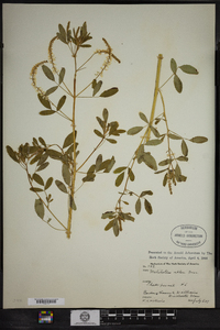 Melilotus officinalis image