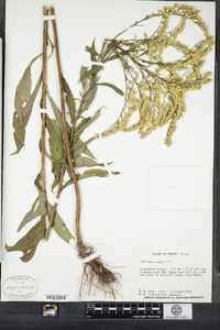 Solidago juncea image